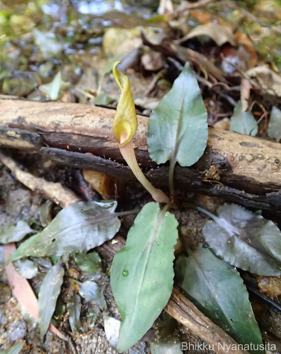 Cryptocoryne walkeri Schott